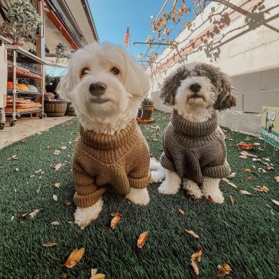 Maltipoo Guide | Maltese Poodle Mix Care & Traits – Fitwarm