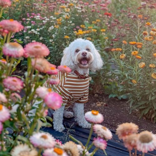 View of Fabric Allergies in Small Dogs | Causes & Care – Fitwarm