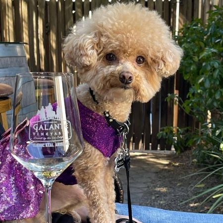 Why Poodles Are So Smart | Training & Tips – Fitwarm