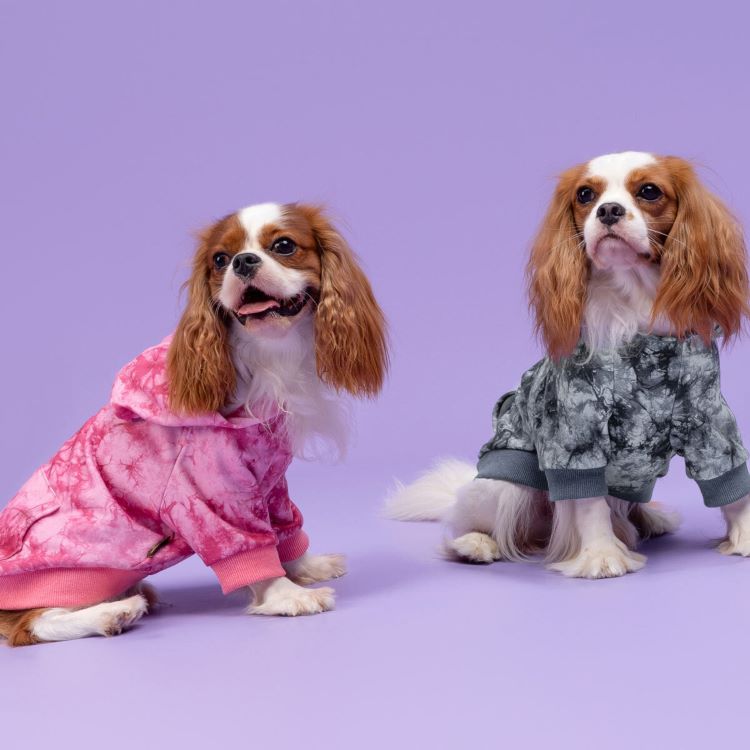 Cavalier King Charles Spaniel | Care, Health & Dog Clothing – Fitwarm