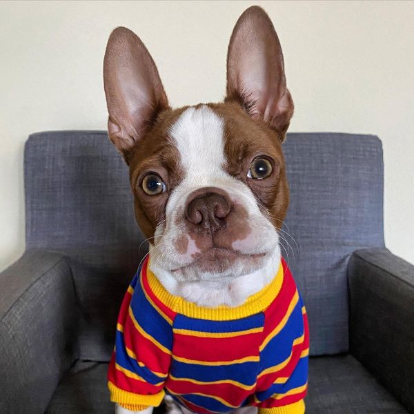 Boston Terrier | Care, Temperament & Grooming – Fitwarm