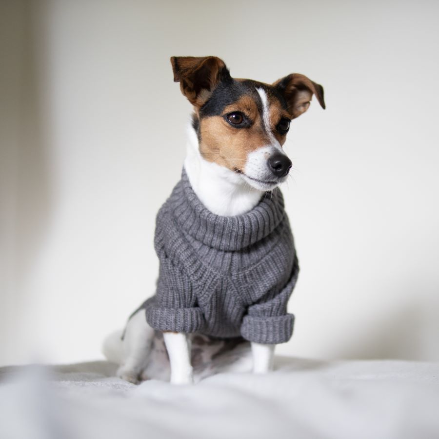 Jack Russell Terrier Care Guide | Training & Exercise – Fitwarm