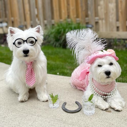 Signs of an Unhealthy Dog Coat Detecting Issues and Caring for Your P