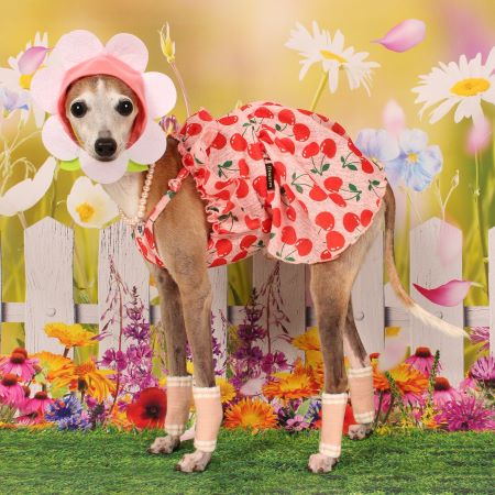 How to Help Your Dog Wear Clothes & Feel Comfortable Fitwarm How to Help Your Dog Wear Clothes & Feel Comfortable Fitwarm
