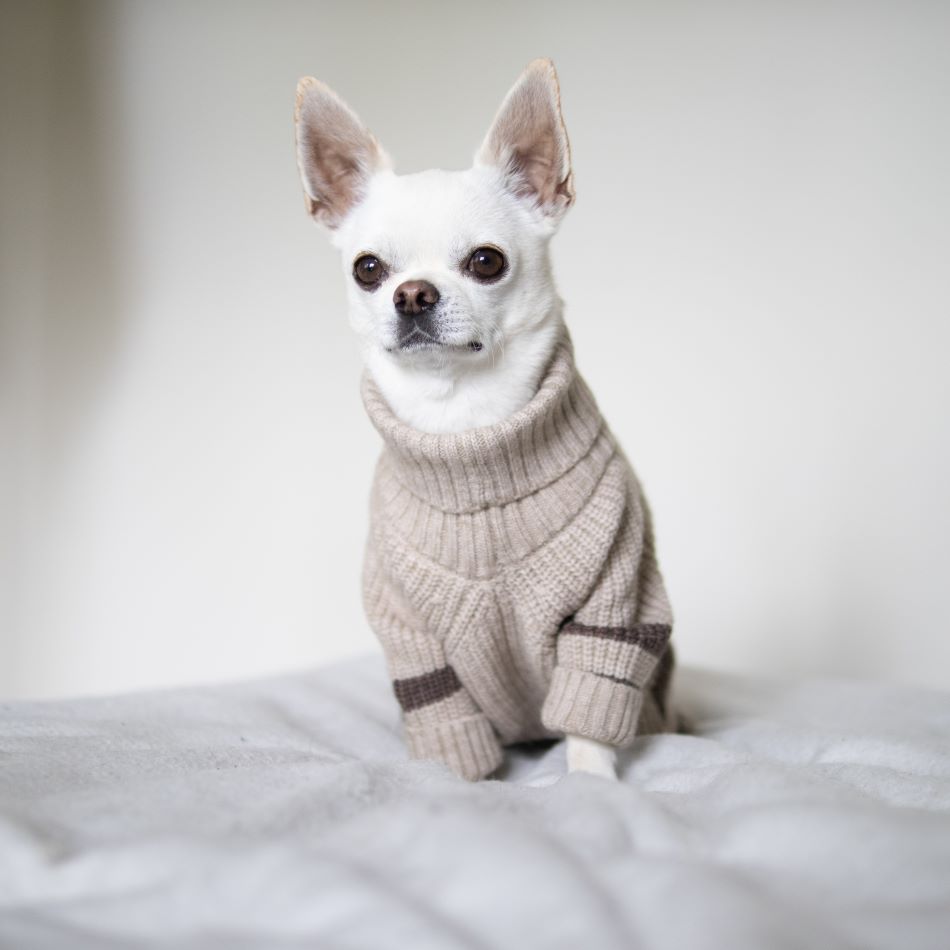 Chorkie: Small Brave Companion | Care & Traits – Fitwarm