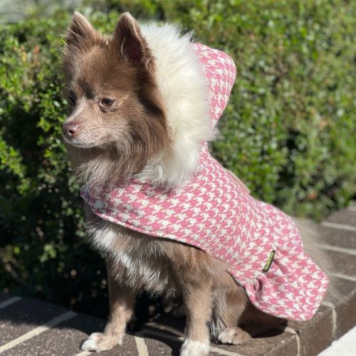 Do Pomeranians Shed? | Care Tips for Their Coats – Fitwarm