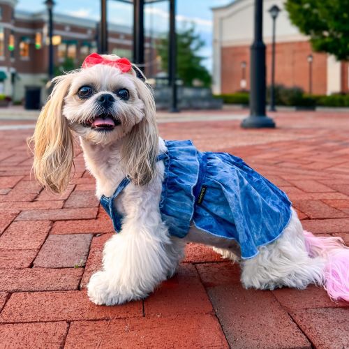 Exploring Your Dog's Memory Span What Do They Really Remember? Fitwarm