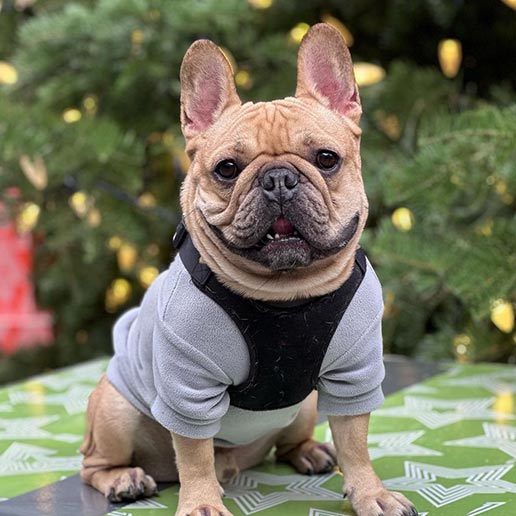 Designer Dog Clothes New Tide Brand Pet Sweater Comfortable Warm Bomei Dou  Small and Medium Dog Clothing French Bulldog Clothes