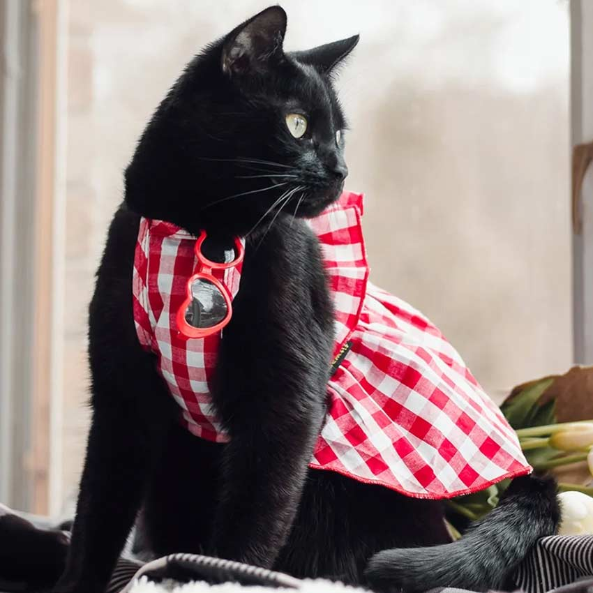 cute dresses for cats Amazon.com : Legendog Bandana, Princess Costumes Cute Lace Crown Accessories for Cats Small Dogs, Pink Outfit for Birthday Party : Pet Supplies