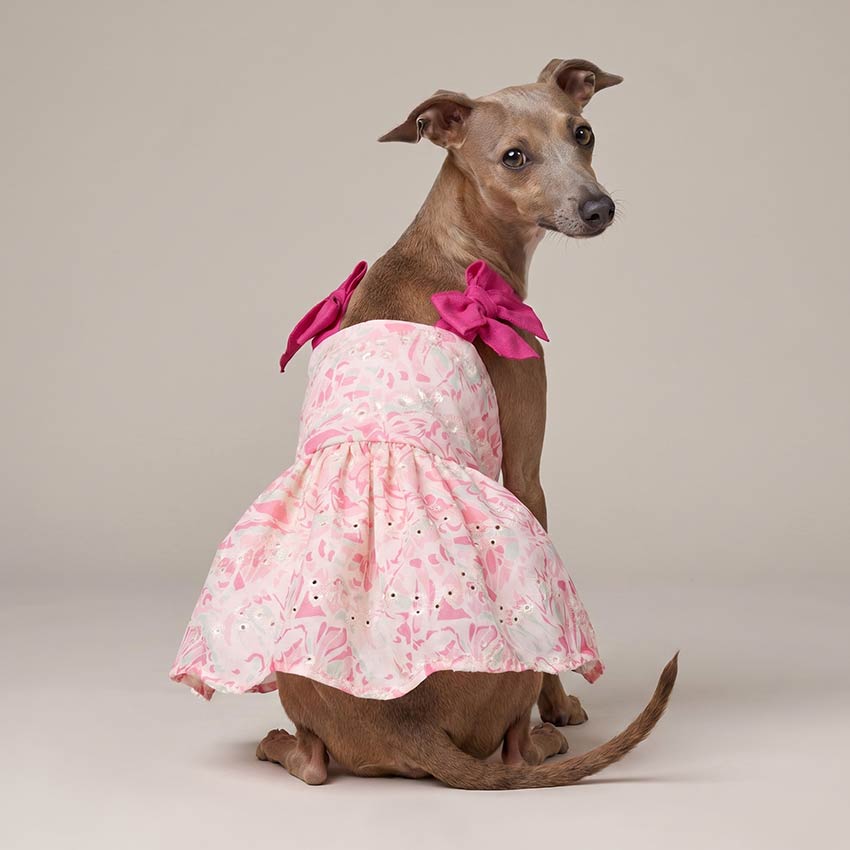 Spring dog dresses
