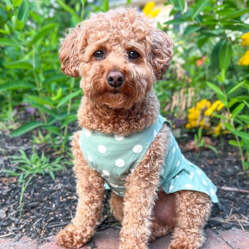 Spring Dog Clothes Collection - Fitwarm