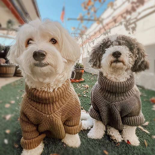 Boy Dog Sweater - Fitwarm