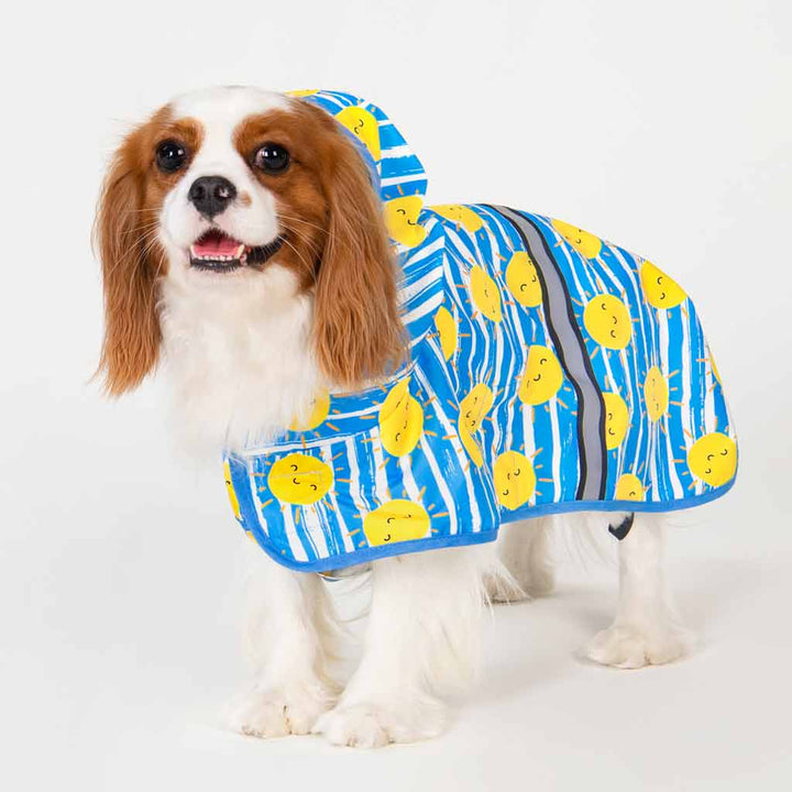 King Charles Spaniel in a Dog Raincoat with Sun Prints - Fitwarm Dog Clothes