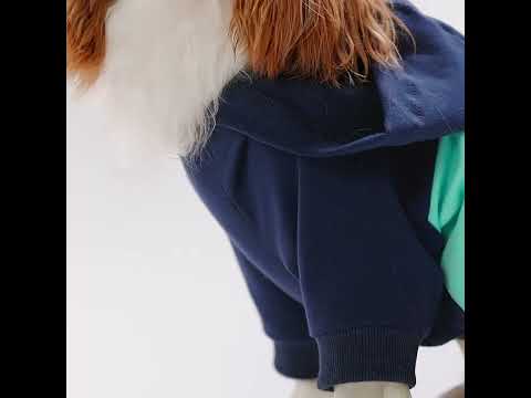 Cavalier King Charles Spaniel in a Color Block Dog Hoodie - Fitwarm Dog Clothes