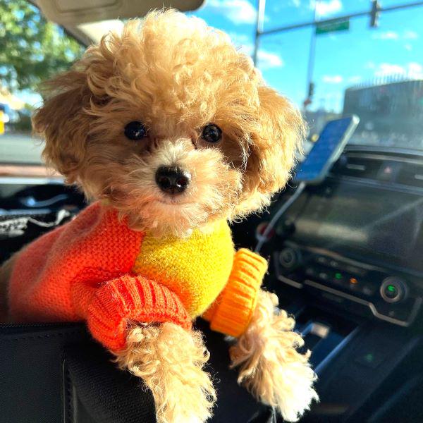 How to Help Dogs with Car Sickness: A Comprehensive Guide - Fitwarm