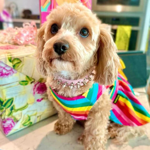 Cavapoo in a Rainbow Dog Dress