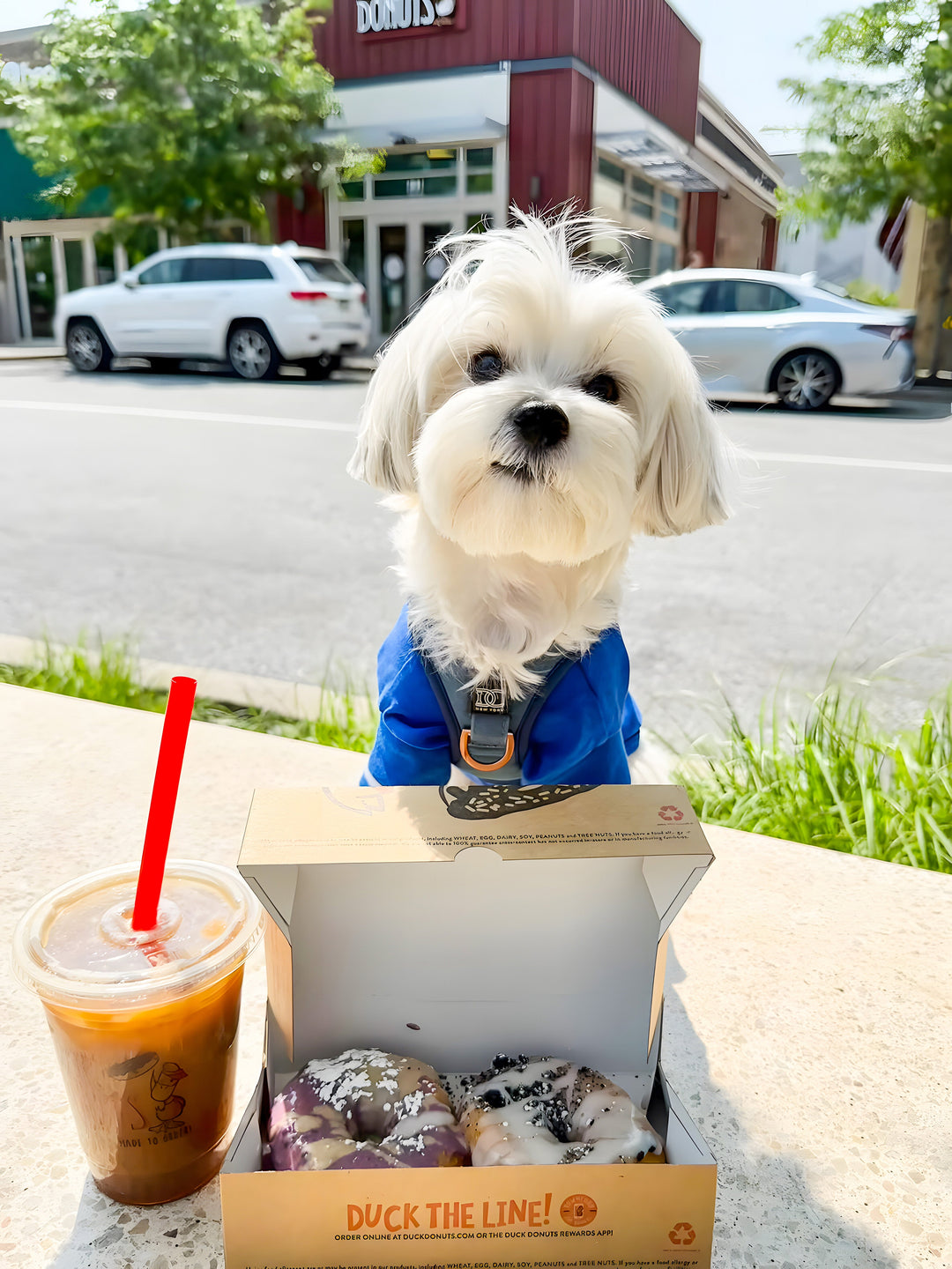 Dog Polo Shirts: More Than Just a Trend, It's a Lifestyle!
