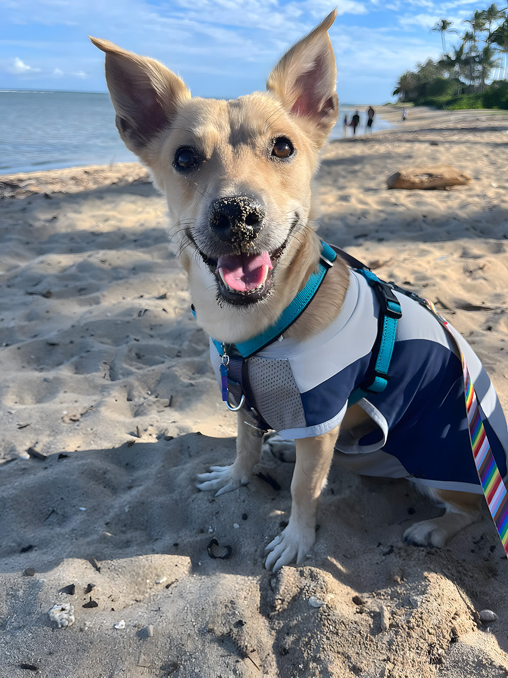 Making Lasting Memories: What to Do with Dog While on Vacation