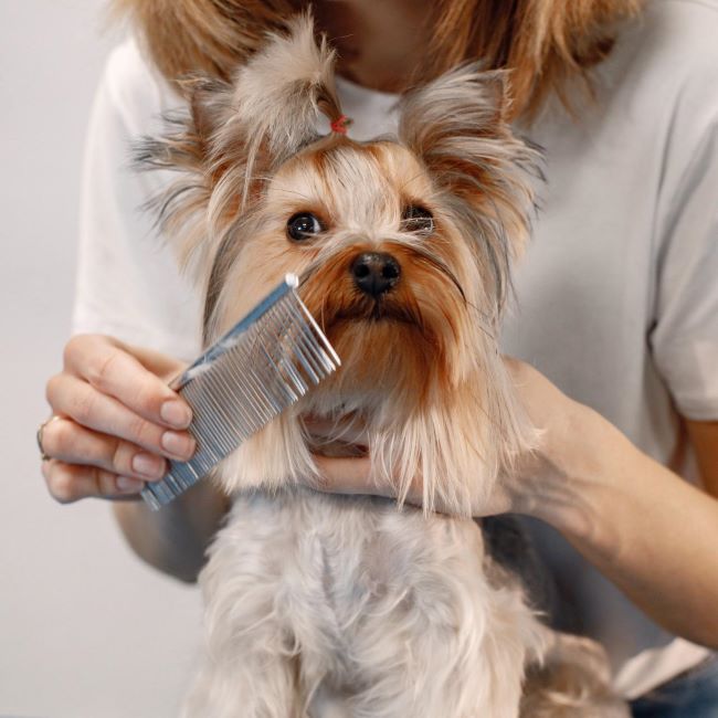 DIY Pet Grooming: The Ultimate Guide to Bathing Your Dog at Home