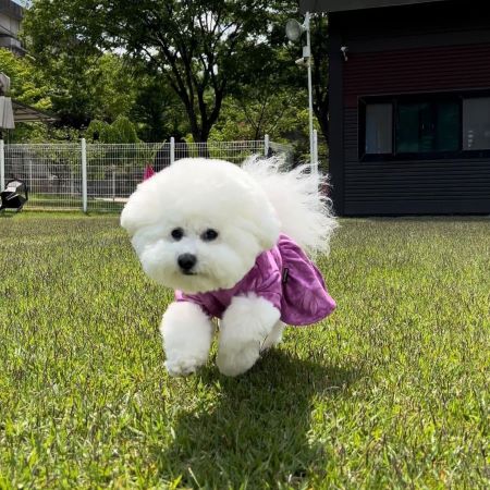 Do Bichon Frises Shed? A Simple Guide for Future Pet Owners