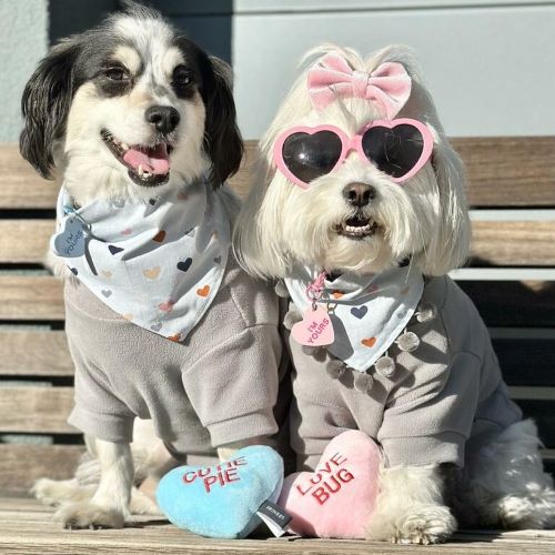 Shopping Online vs Local Options: Which is  a Better Way to Choose Dog Clothes？