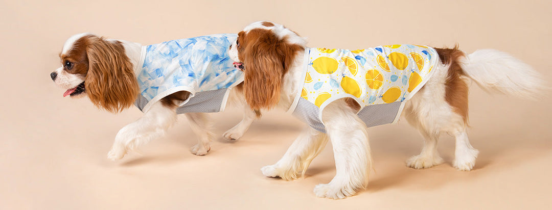 Two dogs wearing cooling vests with colorful patterns walk side by side.