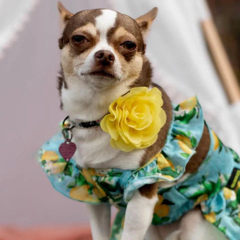 Chihuahua in a Ruffle Lemon Prints Dog Dress