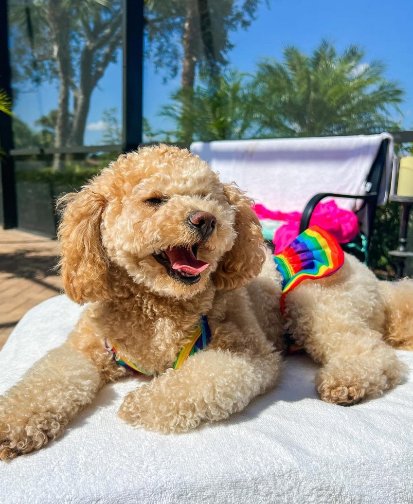 Summer Leopard Bikini Dog Dress