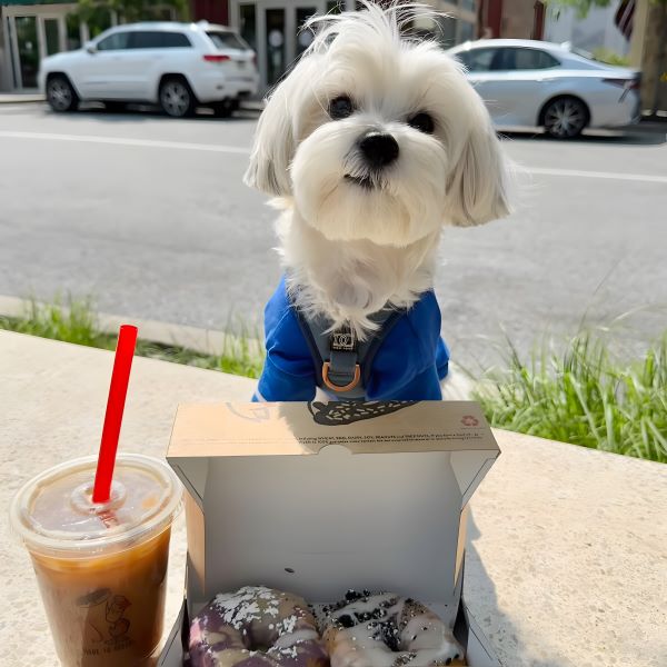 Do Dogs Sweat? Understanding Your Dog's Cooling System