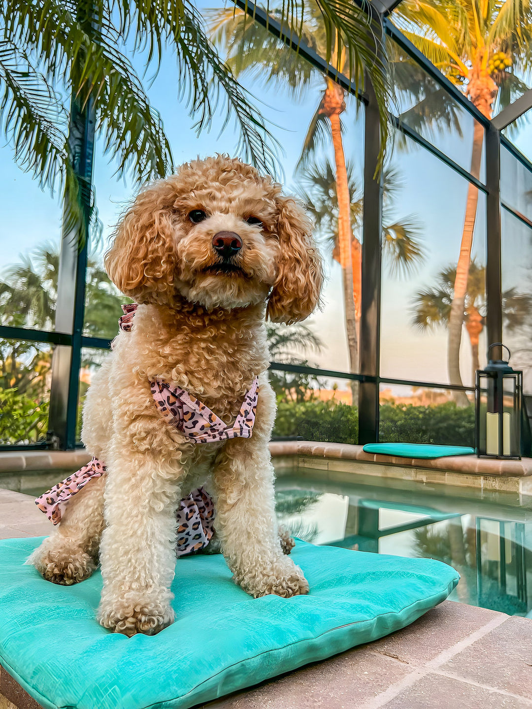 Summer Care 101: How to Keep Dogs Cool in the Summer Heat