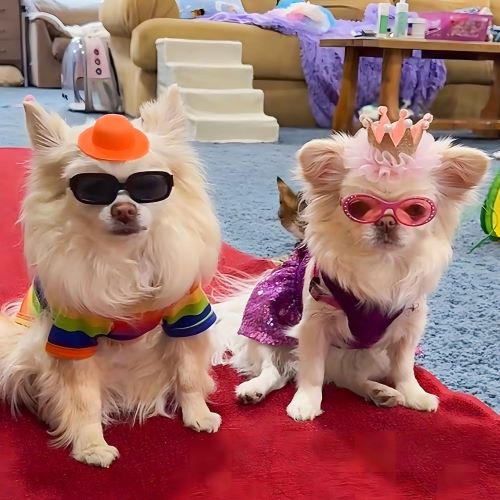 Long Haired Chihuahuas in a Purple Sparkly Sequin Dog Dress - Fitwarm Dog Clothes