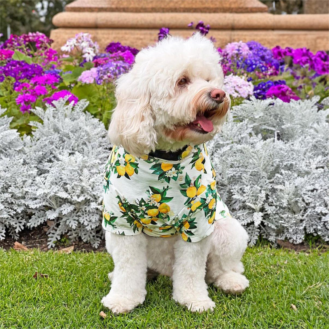 Are Cavapoos Hypoallergenic? Tips to Minimize Allergen Exposure