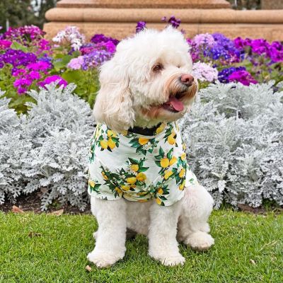 Furry Fashion: The Ultimate Guide to Stylish Dog T-Shirts for Every Day