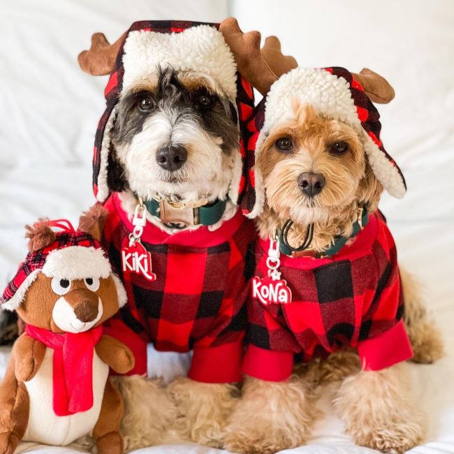 Paws and Claus: Unleashing Holiday Cheer with Dog Christmas Outfits - Fitwarm