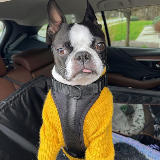 Boston Terrier vs French Bulldog: A Friendly Guide for Future Pet Owners - Fitwarm