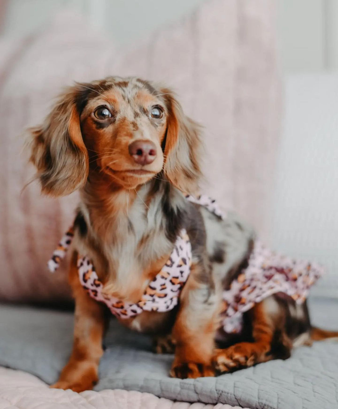 Scooping Up the Best Dachshund Gifts? Here’s the Inside Track!