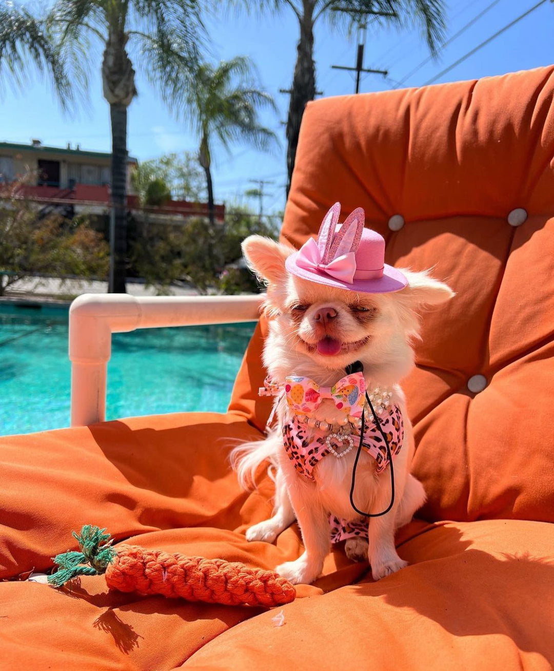 Summer Splash: Unleash the Fun with Dog Bikini