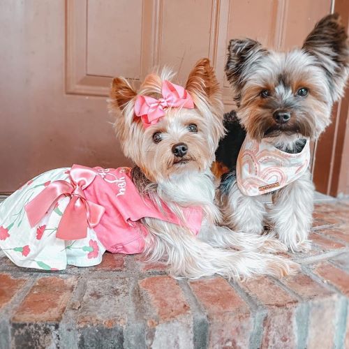Yorkies in Pink Dog Dresses with Flower prints