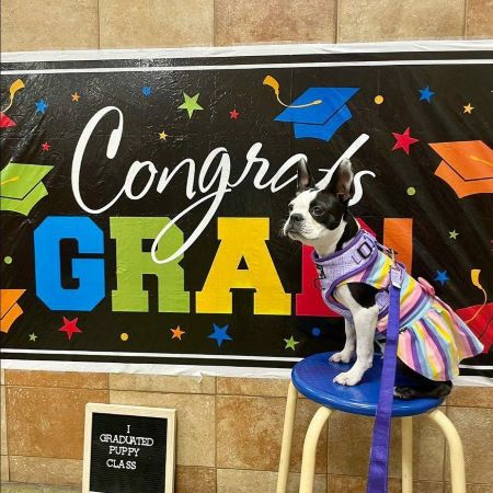 Understanding Boston Terrier Behavior: Insights into the American Gentleman