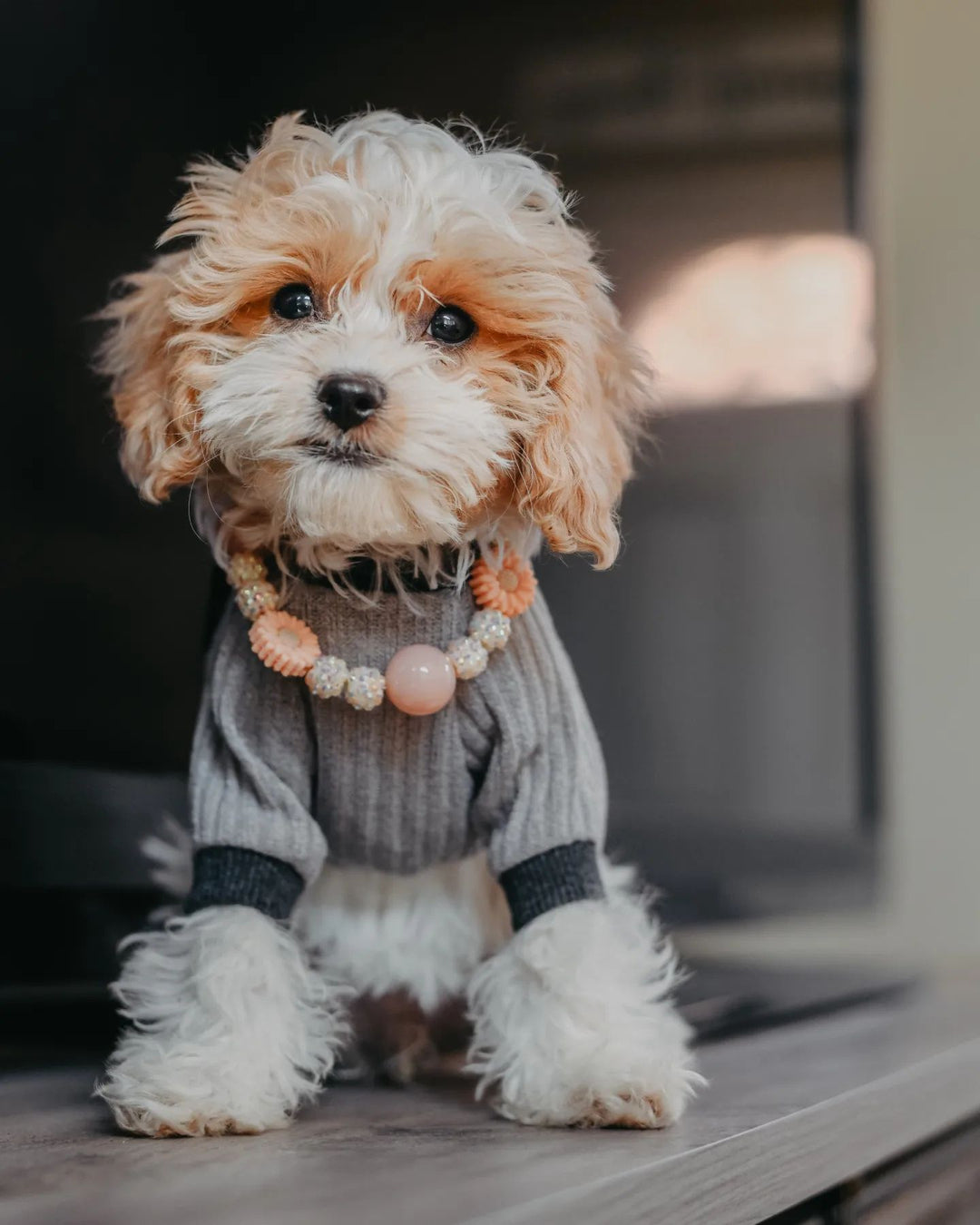 What is a Cavapoo? Digging into the Charm of this Adorable Dog