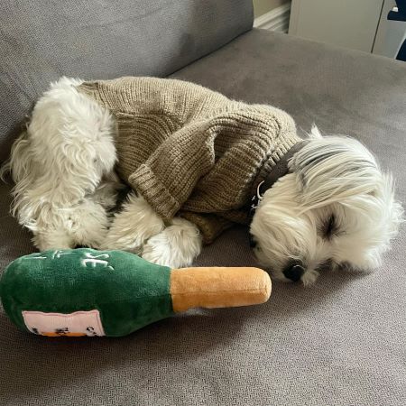 Fun Facts About Dogs: Spotlight on Small Dog Breeds