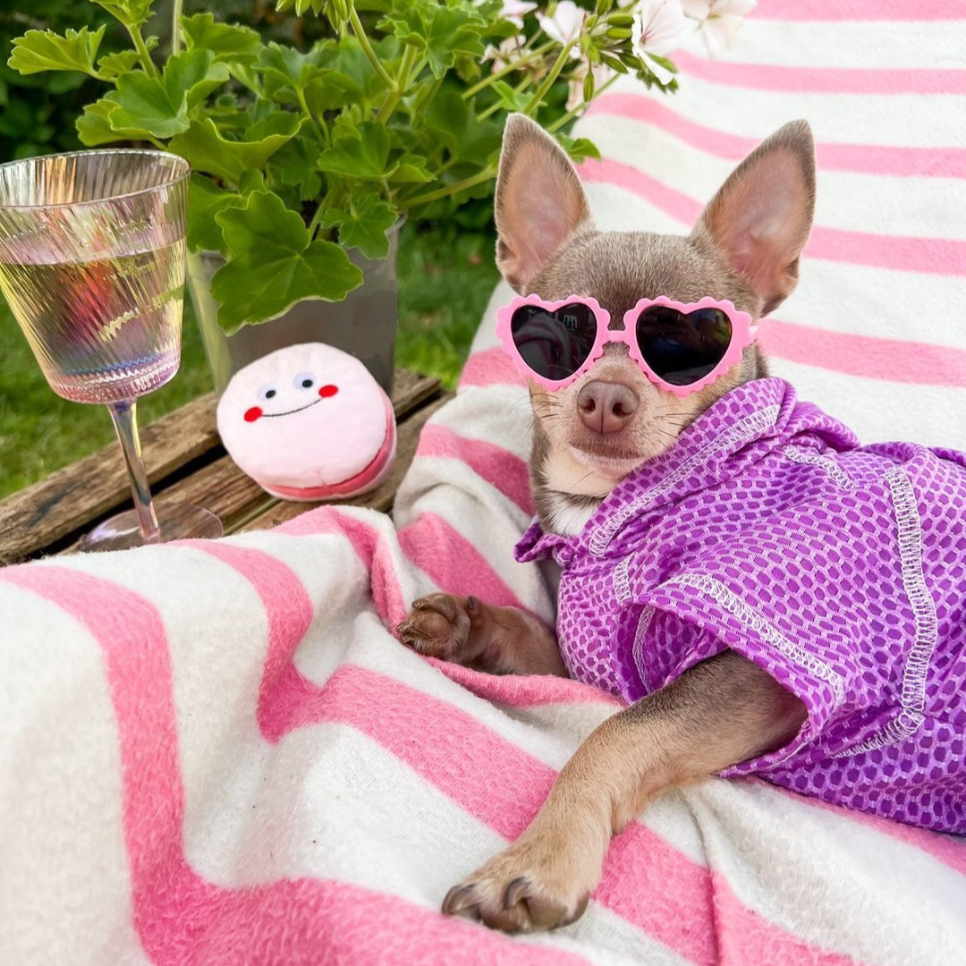 2 Piece Athleisure Lightweight xxs dog clothes chihuahua