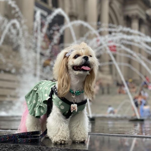 Shihtzu in a Cute St.Patrick Dog Dress - Fitwarm Dog Clothes