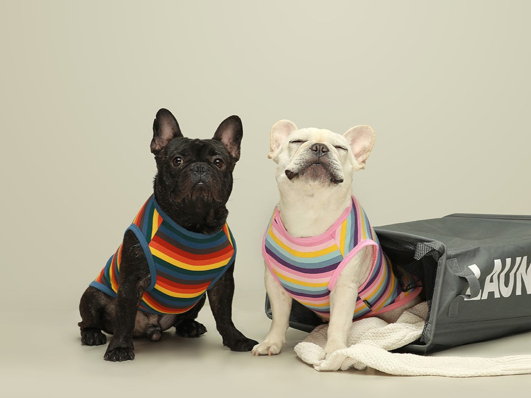 Fashion-Forward Frenchies: Designer Clothes to Transform Your Bulldog's Look