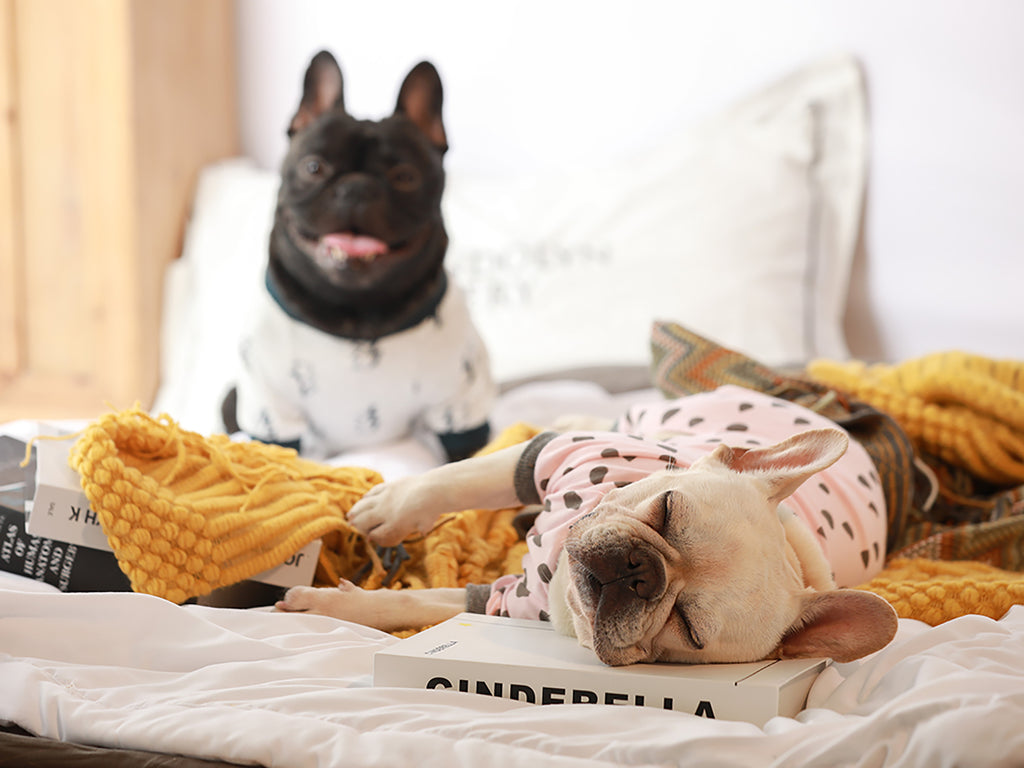 From Everyday to Holiday Styles: Guides to Choose Perfect French Bulldog Clothes