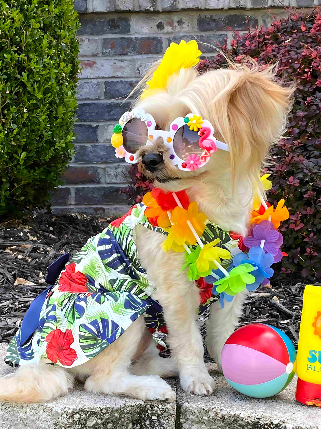 From Pooch to Paradise: Dressing Your Dog in Hawaiian Style
