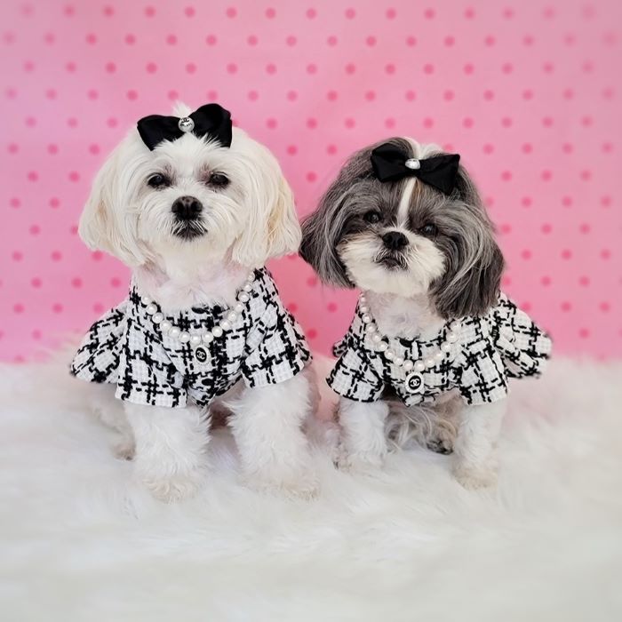 Ideal Dog Dresses for Every Special Moment