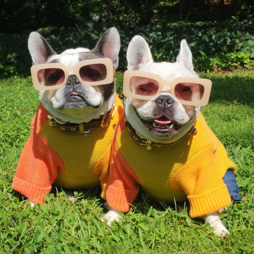 Color Block frenchie dog clothes