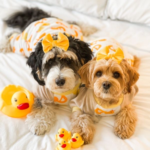 Dog Pajamas Party: Why Your Dog Deserves Their Own PJ Collection -Fitwarm