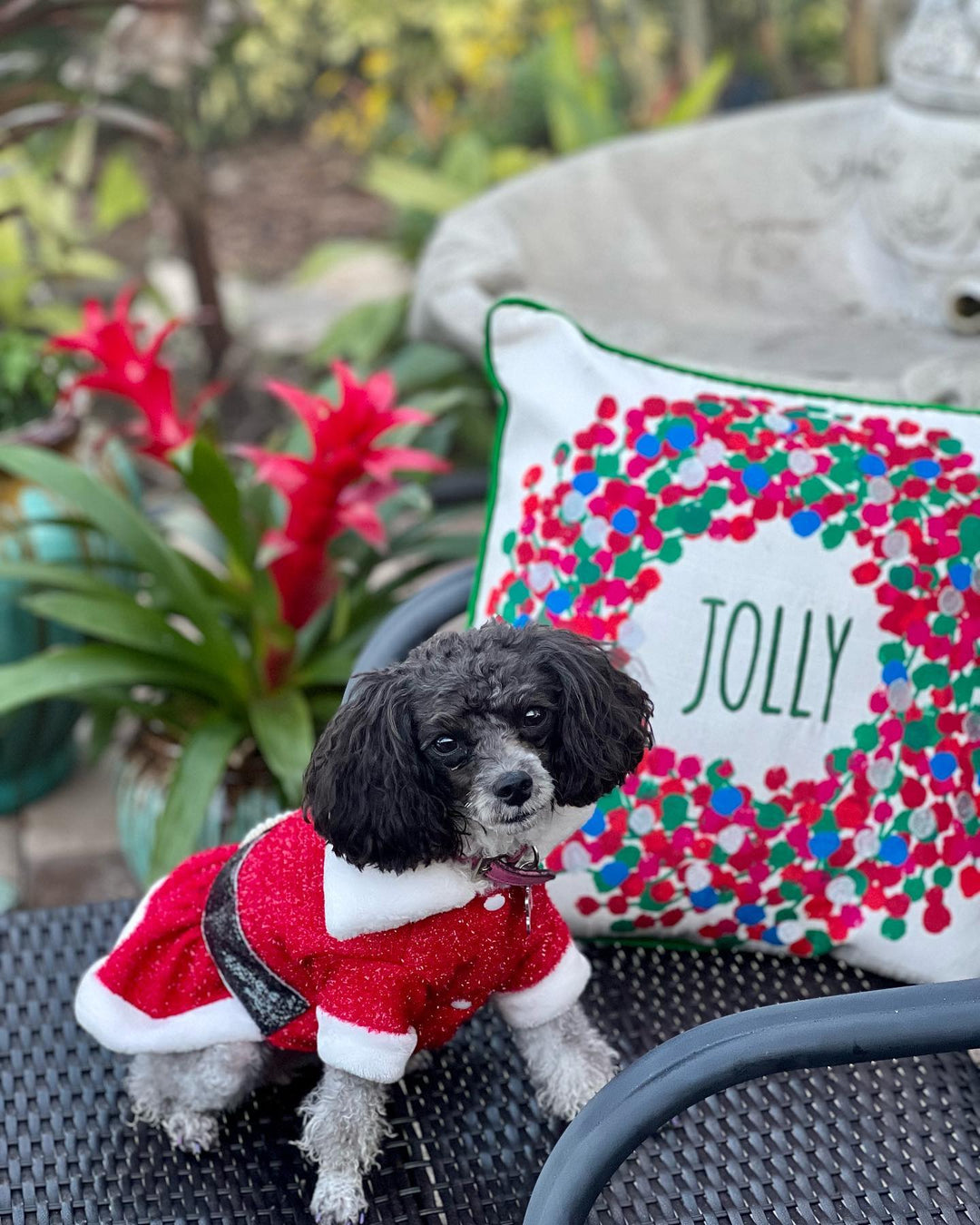 Dog Christmas Outfit